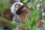 Polyommatus icarus (Argo blu) femmina