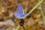 Polyommatus icarus (Argo blu) maschio