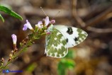 Pontia daplidice (Cavolaia screziata)