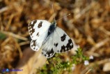 Pontia daplidice (Cavolaia screziata)