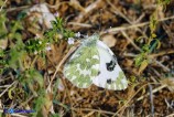 Pontia daplidice (Cavolaia screziata)