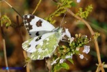 Pontia daplidice (Cavolaia screziata)