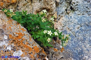 Potentilla caulescens subsp. nebrodensis (Cinquefoglia penzola)