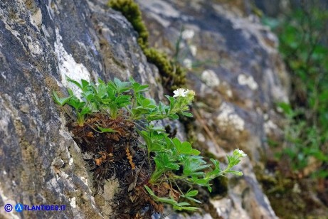 Potentilla caulescens subsp. nebrodensis (Cinquefoglia penzola)