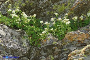 Potentilla crassinervia (Cinquefoglia di Sardegna)