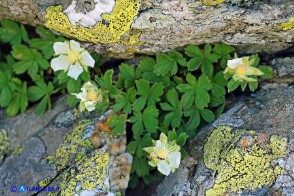 Potentilla crassinervia (Cinquefoglia di Sardegna)