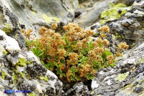 Potentilla crassinervia (Cinquefoglia di Sardegna)