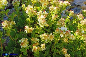 Potentilla crassinervia (Cinquefoglia di Sardegna)