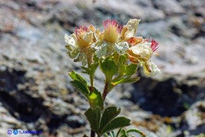 Potentilla crassinervia (Cinquefoglia di Sardegna)