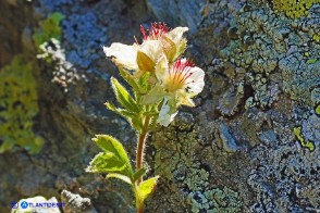 Potentilla crassinervia (Cinquefoglia di Sardegna)