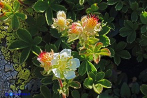 Potentilla crassinervia (Cinquefoglia di Sardegna)
