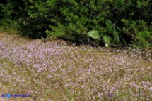 Prospero autumnale (Scilla autunnale)