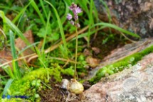Prospero autumnale (Scilla autunnale)