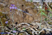 Prospero autumnale (Scilla autunnale)