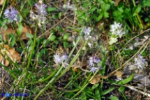 Prospero autumnale (Scilla autunnale)