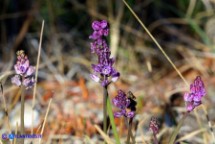 Prospero autumnale (Scilla autunnale)