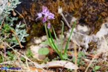 Prospero autumnale (Scilla autunnale)