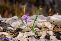 Prospero autumnale (Scilla autunnale)