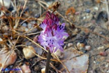 Prospero autumnale (Scilla autunnale)