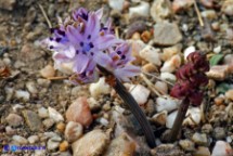 Prospero autumnale (Scilla autunnale)