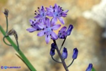 Prospero autumnale (Scilla autunnale)