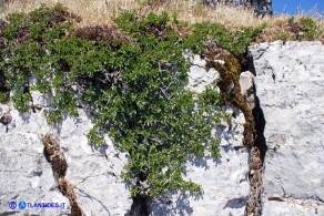 Prunus prostrata var. glabrifolia (Pruno prostrato a foglie lisce)