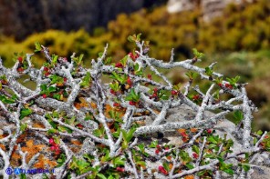 Prunus prostrata var. glabrifolia (Pruno prostrato a foglie lisce)