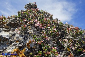 Prunus prostrata var. glabrifolia (Pruno prostrato a foglie lisce)