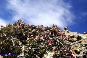 Prunus prostrata var. glabrifolia (Pruno prostrato a foglie lisce)