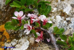 Prunus prostrata var. glabrifolia (Pruno prostrato a foglie lisce)