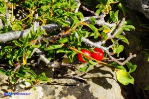 Prunus prostrata var. glabrifolia (Pruno prostrato a foglie lisce): i frutti