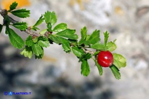 Prunus prostrata var. glabrifolia (Pruno prostrato a foglie lisce): i frutti