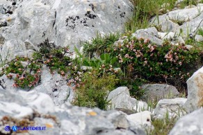 Prunus prostrata (Pruno prostrato)