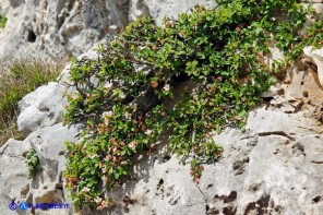 Prunus prostrata (Pruno prostrato)