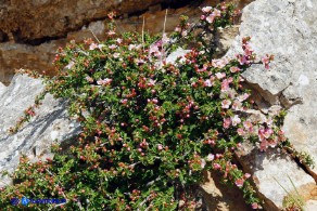 Prunus prostrata (Pruno prostrato)