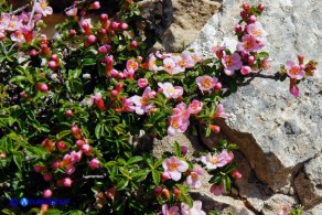 Prunus prostrata (Pruno prostrato)