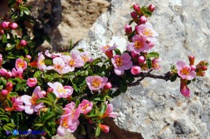 Prunus prostrata (Pruno prostrato)