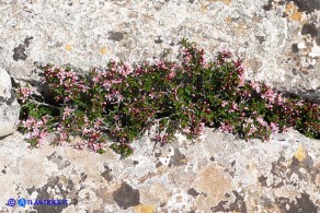 Prunus prostrata (Pruno prostrato)