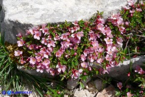 Prunus prostrata (Pruno prostrato)