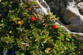 Prunus prostrata (Pruno prostrato)