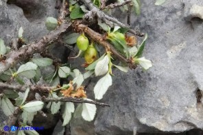 Prunus prostrata (Pruno prostrato)