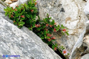 Prunus prostrata (Pruno prostrato)