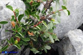 Prunus prostrata (Pruno prostrato)