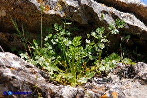 Ptychotis sardoa (Prezzemolo di Sardegna)