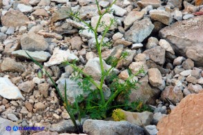 Ptychotis sardoa (Prezzemolo di Sardegna)