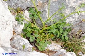 Ptychotis sardoa (Prezzemolo di Sardegna)