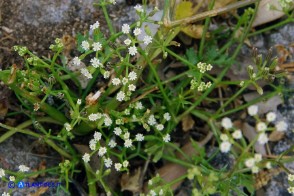 Ptychotis sardoa (Prezzemolo di Sardegna)