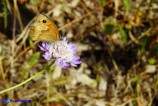 Pyronia cecilia (Cecilia)