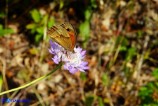 Pyronia cecilia (Cecilia)