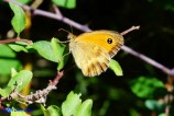 Pyronia tithonus (Titone)
